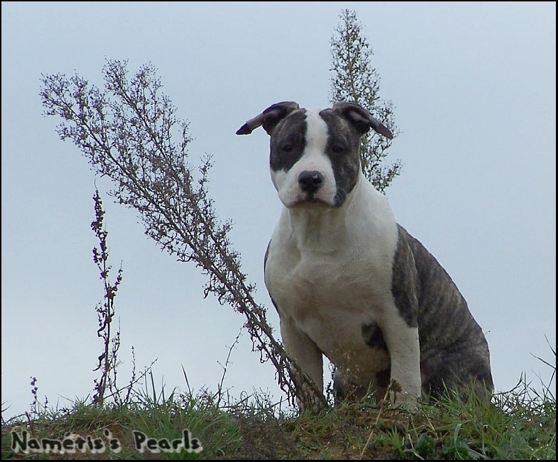 Florid'ice black panther de la Vallée du Dragon Blanc