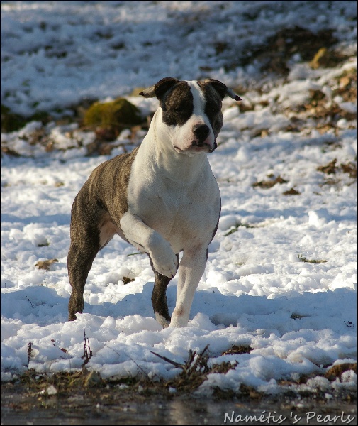 Florid'ice black panther de la Vallée du Dragon Blanc