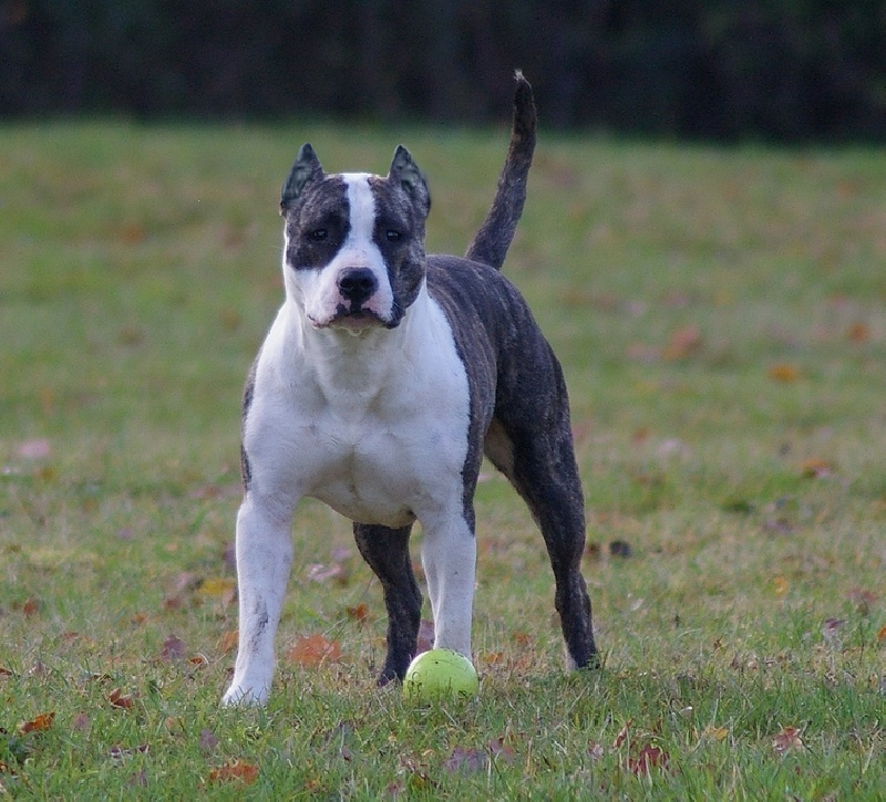 Florid'ice black panther de la Vallée du Dragon Blanc