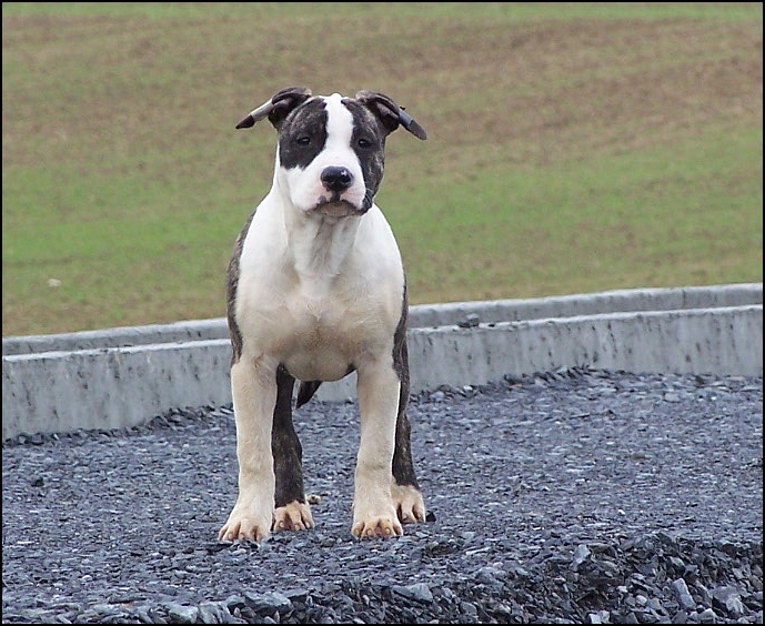 Florid'ice black panther de la Vallée du Dragon Blanc