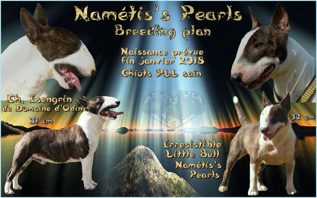 Namétis's Pearls - Bull Terrier Miniature - Portée née le 30/01/2018