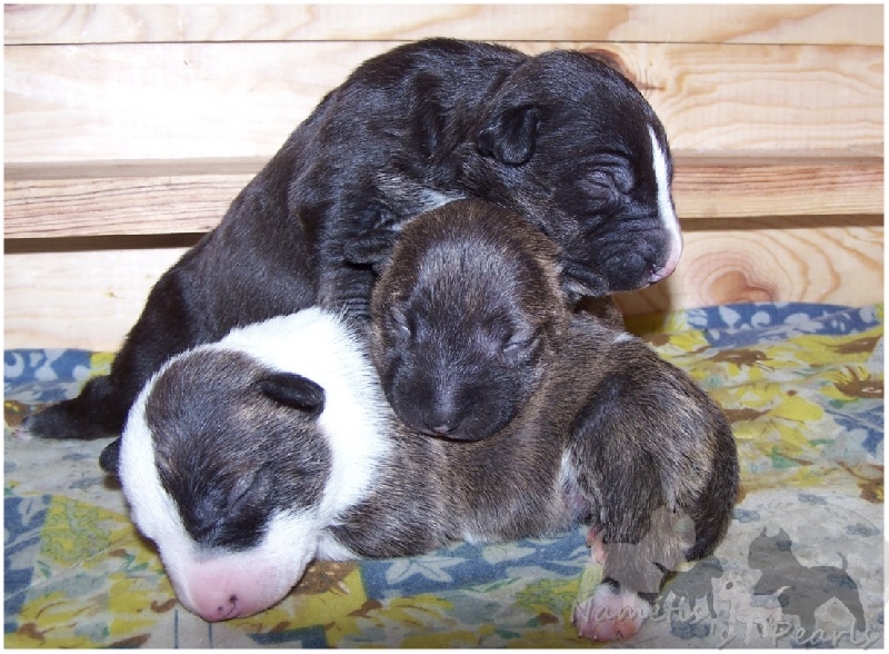 Namétis's Pearls - Bull Terrier Miniature - Portée née le 24/02/2013