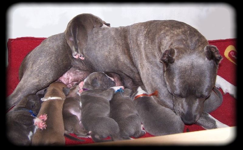 Namétis's Pearls - American Staffordshire Terrier - Portée née le 08/04/2008