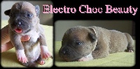 Electro-choc Beauty