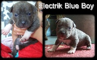 Electric Blue Boy