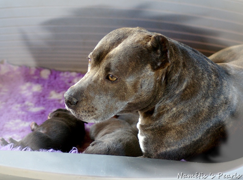 Namétis's Pearls - American Staffordshire Terrier - Portée née le 15/12/2011