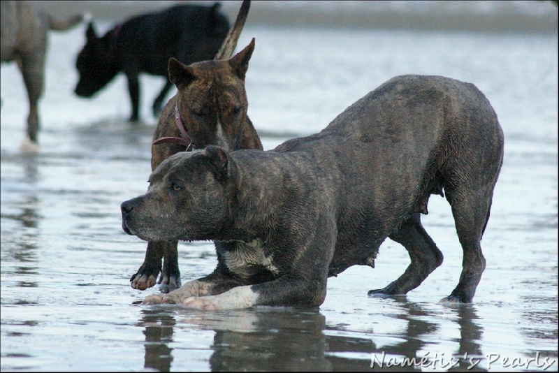 nos chiens