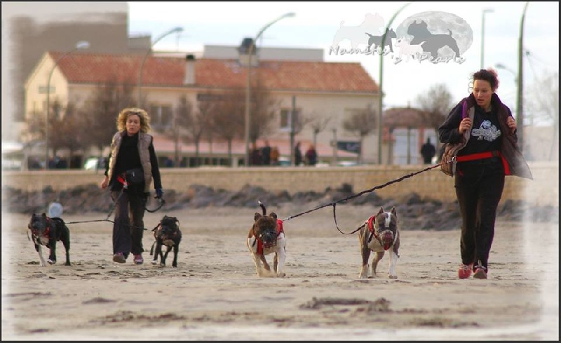 canicross-cani trotinette