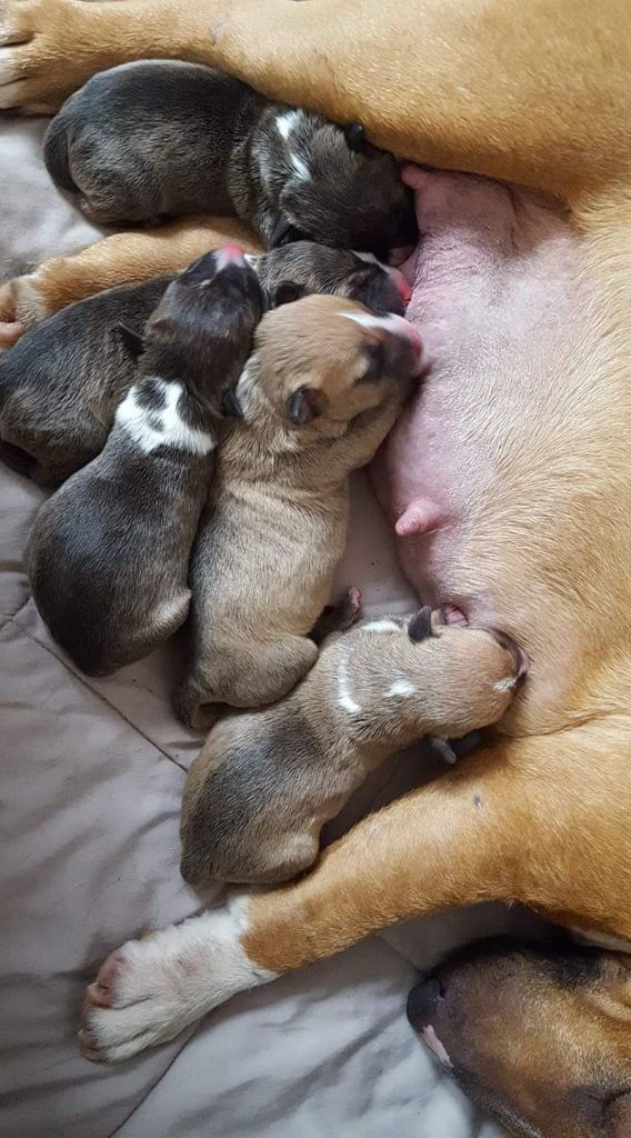 Namétis's Pearls - Bull Terrier Miniature - Portée née le 18/02/2019