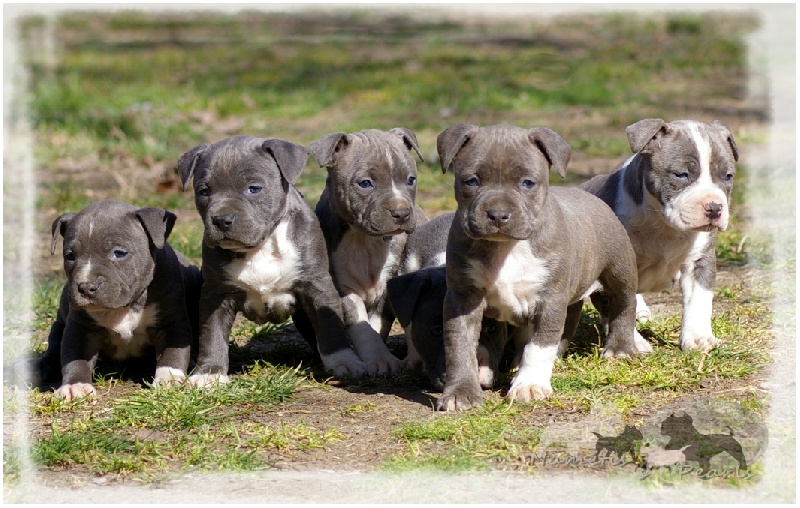 Namétis's Pearls - American Staffordshire Terrier - Portée née le 16/01/2014