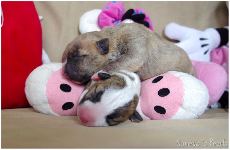 Namétis's Pearls - Bull Terrier Miniature - Portée née le 29/09/2015